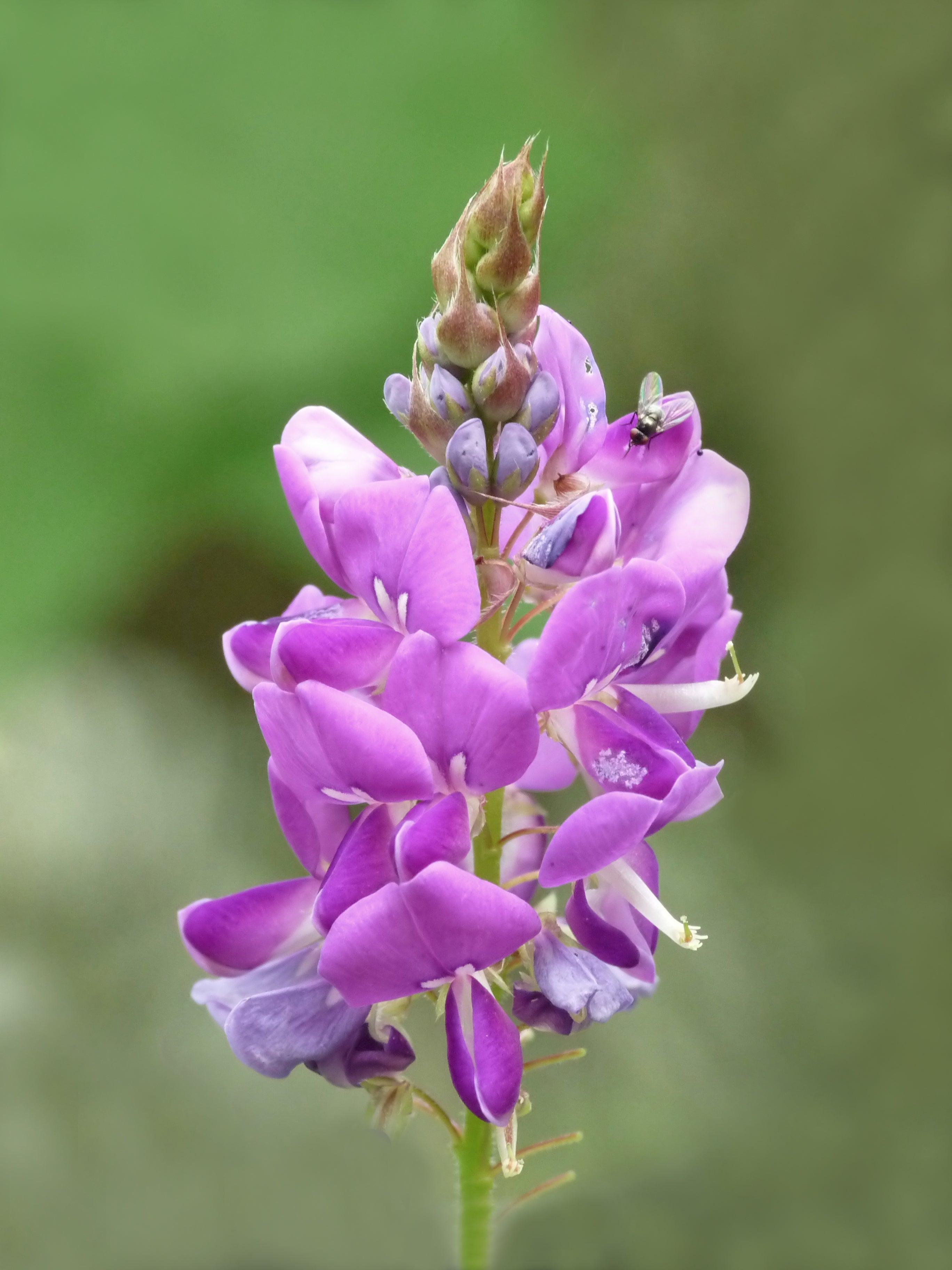 Les bienfaits du Desmodium